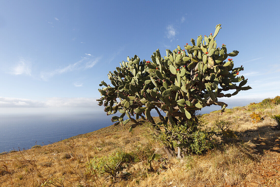 hiking tour to the Dragos Salvatierra, dragon trees, giant opuntia near Santo Domingo de Garafia, west coast, Atlantic, UNESCO Biosphere Reserve, La Palma, Canary Islands, Spain, Europe