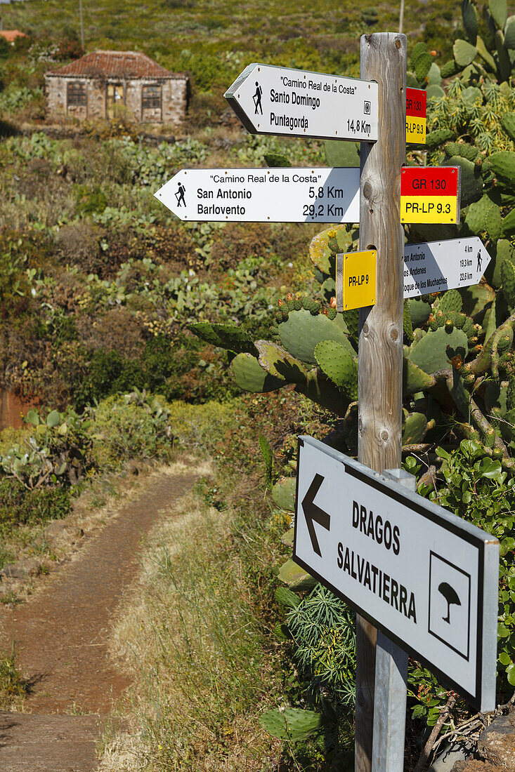 signposts, hiking trail, hiking tour to the Dragos Salvatierra, dragon trees, near Santo Domingo de Garafia, UNESCO Biosphere Reserve, La Palma, Canary Islands, Spain, Europe