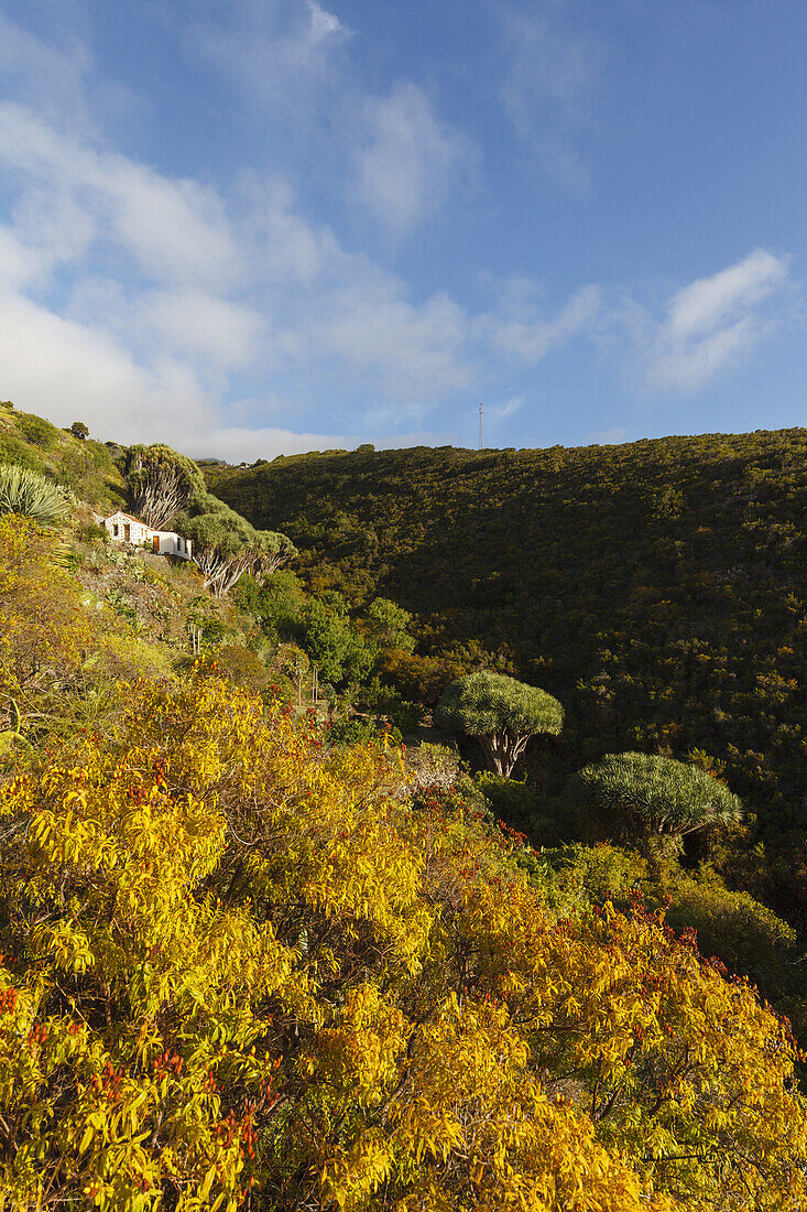 cottage at Dragos Salvatierra, dragon trees, lat. Dracaena draco, near Santo Domingo de Garafia, UNESCO Biosphere Reserve, La Palma, Canary Islands, Spain, Europe