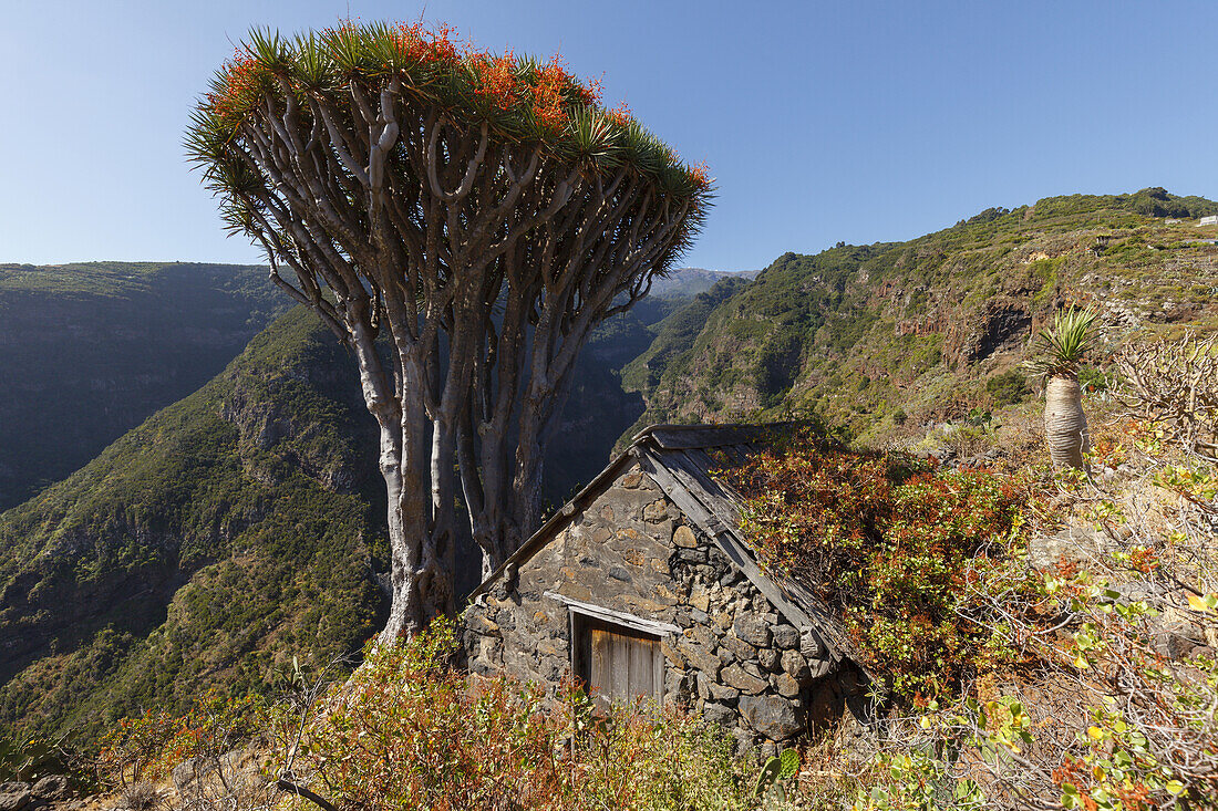 Dragon tree, lat. Dracaena draco, El Tablado, village, north coast, UNESCO Biosphere Reserve, La Palma, Canary Islands, Spain, Europe