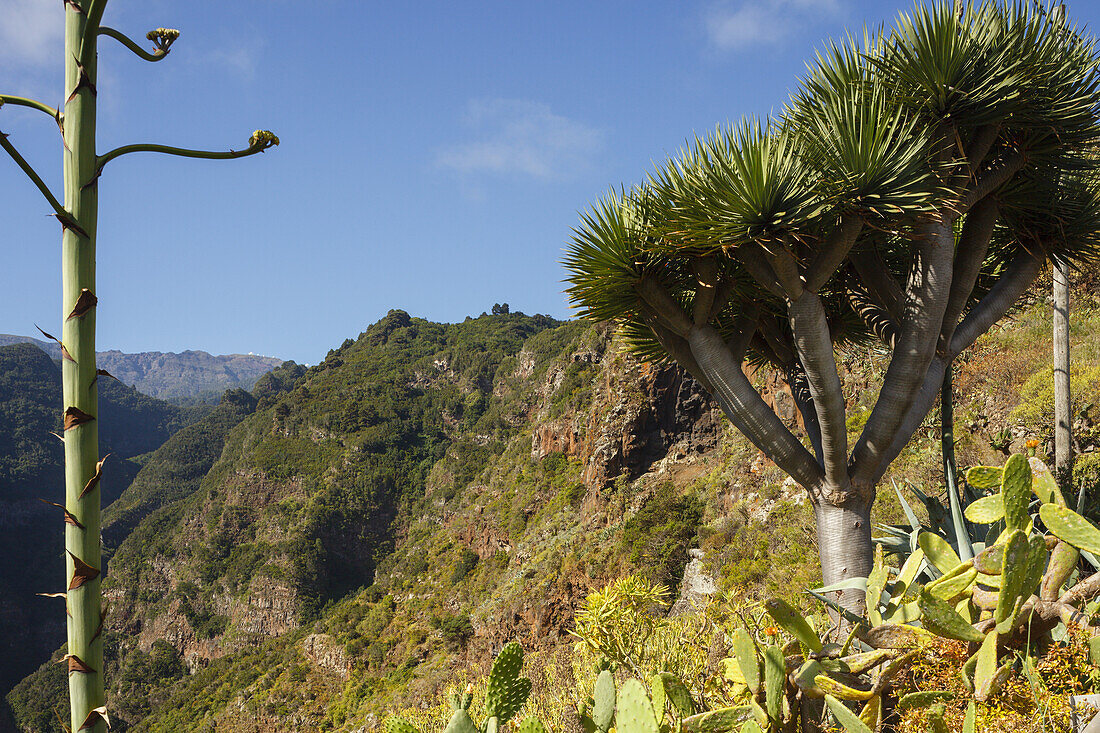 Dragon tree, lat. Dracaena draco, El Tablado, village, north coast, UNESCO Biosphere Reserve, La Palma, Canary Islands, Spain, Europe