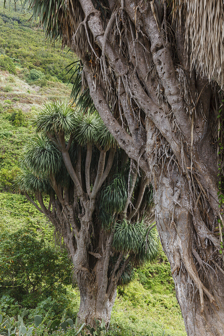 Drachenbäume, lat. Dracaena draco, La Tosca, bei Barlovento, UNESCO Biosphärenreservat, La Palma, Kanarische Inseln, Spanien, Europa