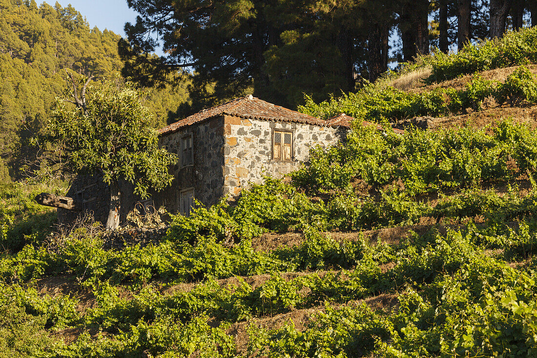 vineyards, historic wine press, Briesta, Garafia region, UNESCO Biosphere Reserve, La Palma, Canary Islands, Spain, Europe