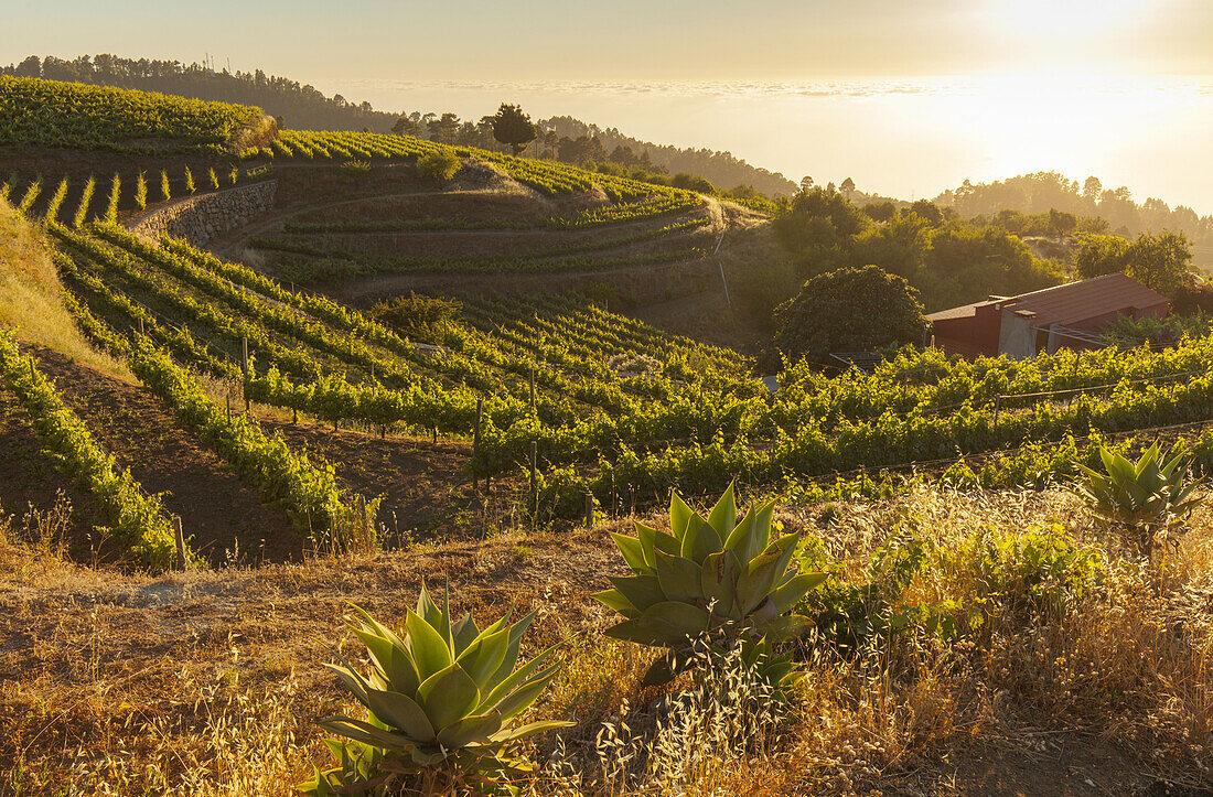 vineyards, El Castillo, Garafia region, UNESCO Biosphere Reserve, La Palma, Canary Islands, Spain, Europe