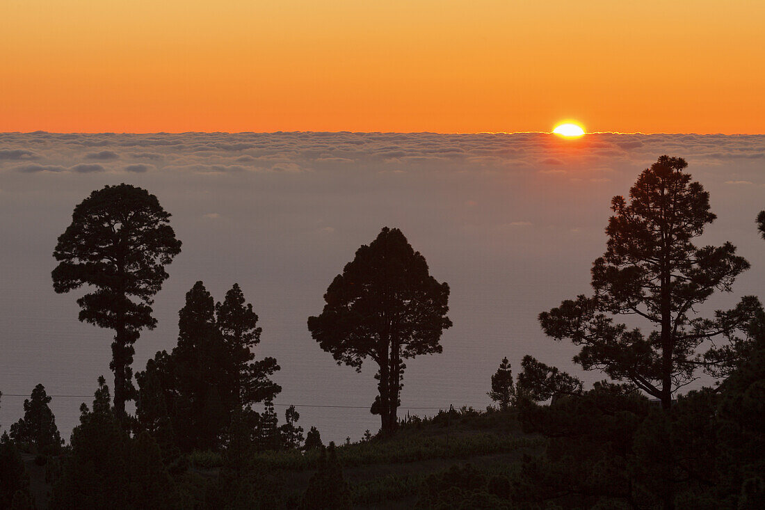 Canary Island pines, lat. Pinus caraniensis, sunset, sea of clouds, near Briesta, Garafia region, UNESCO Biosphere Reserve, La Palma, Canary Islands, Spain, Europe