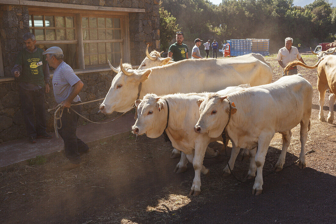 Ankunft des Viehs am Morgen, Viehmesse in San Antonio del Monte, Region Garafia, UNESCO Biosphärenreservat,  La Palma, Kanarische Inseln, Spanien, Europa
