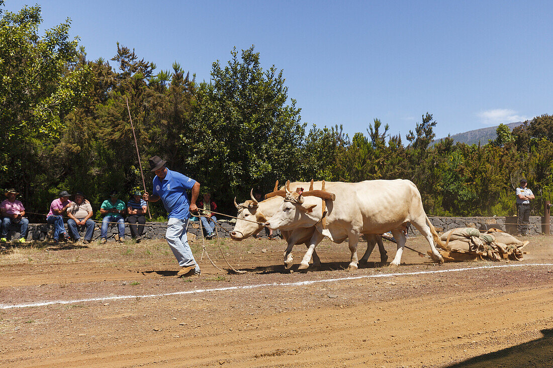 Arrastre de Ganado, Wettbewerb im Lasten ziehen, Viehmesse in San Antonio del Monte, Region Garafia, UNESCO Biosphärenreservat,  La Palma, Kanarische Inseln, Spanien, Europa