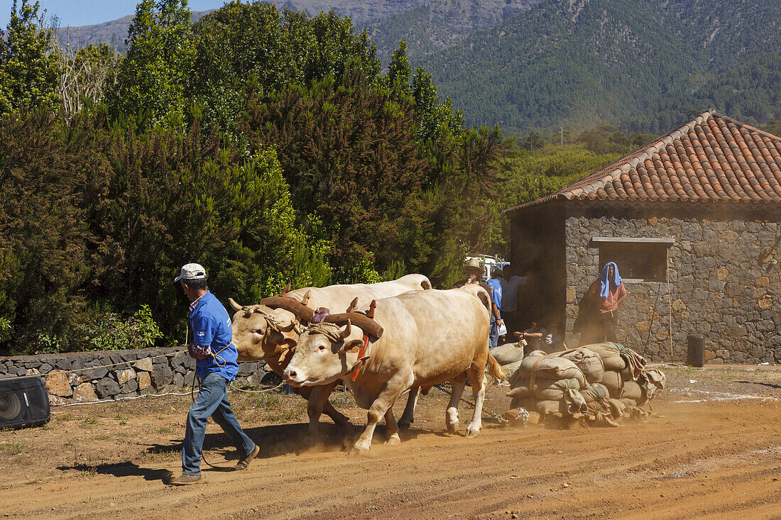 Arrastre de Ganado, Wettbewerb im Lasten ziehen, Viehmesse in San Antonio del Monte, Region Garafia, UNESCO Biosphärenreservat,  La Palma, Kanarische Inseln, Spanien, Europa