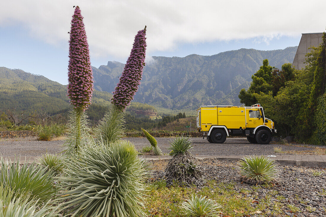 Tajinaste plant, fire service multi purpose vehicle, at visitor centre of Caldera de Taburiente Nacional Park, El Paso,UNESCO Biosphere Reserve, La Palma, Canary Islands, Spain, Europe