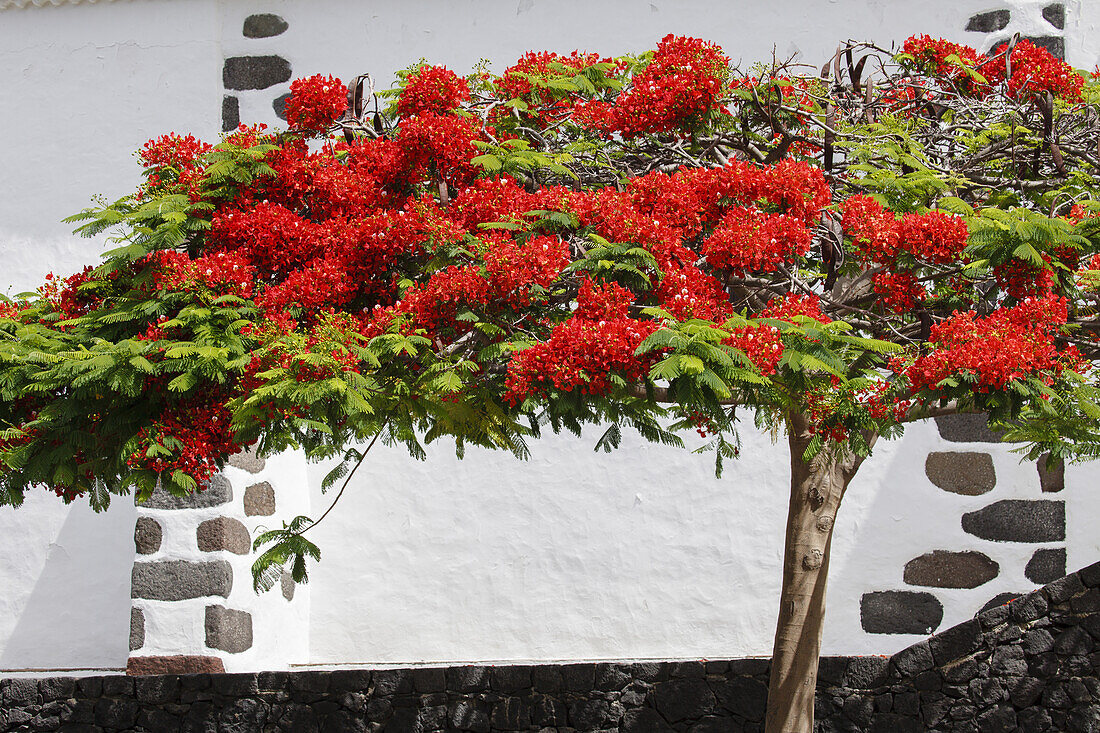 royal poinciana, Flamboyant, lat. Delonix regia, bench, Nuestra Senora de las Angustias, pilgrimage church, Barranco de las Angustias, gorge, near Puerto Tazacorte,UNESCO Biosphere Reserve, La Palma, Canary Islands, Spain, Europe