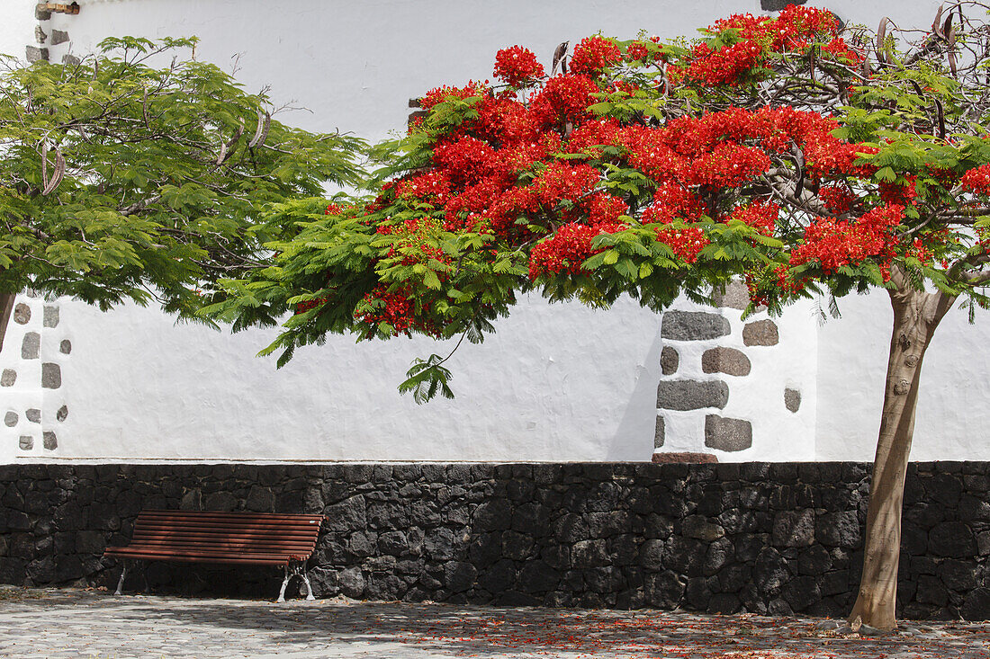 royal poinciana, Flamboyant, lat. Delonix regia, bench, Nuestra Senora de las Angustias, pilgrimage church, Barranco de las Angustias, gorge, near Puerto Tazacorte,UNESCO Biosphere Reserve, La Palma, Canary Islands, Spain, Europe