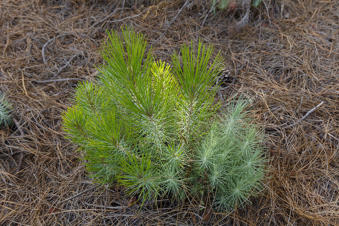 young Canary Island pine, lat. pinus caraniensis, endemic plant, UNESCO Biosphere Reserve, La Palma, Canary Islands, Spain, Europe