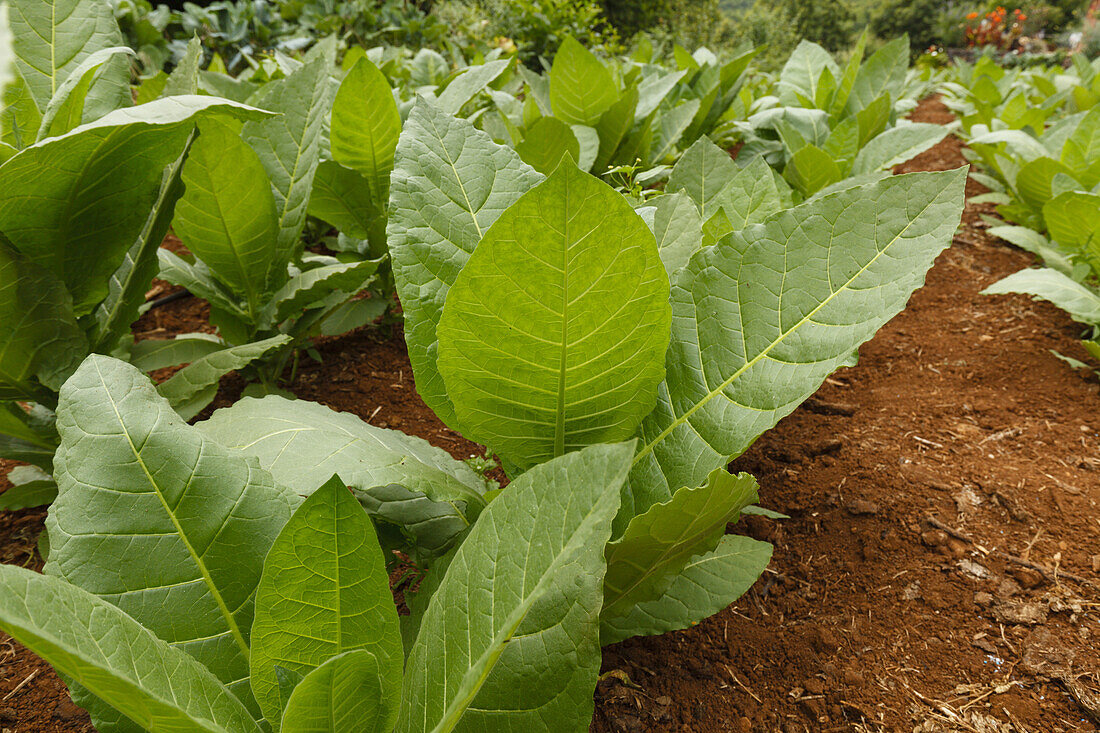 tobacco plantation for cigars, Brena Alta, UNESCO Biosphere Reserve, La Palma, Canary Islands, Spain, Europe