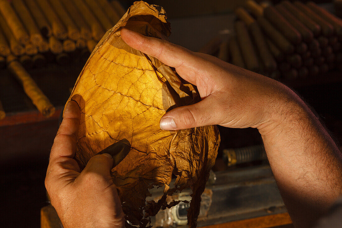 hands with tobacco leave, manufacture of cigars, Brena Alta, UNESCO Biosphere Reserve, La Palma, Canary Islands, Spain, Europe