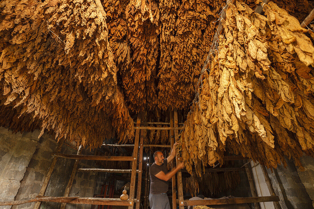 tobacco leaves, old tobacco kiln, manufacture of cigars, worker, man, Brena Alta, UNESCO Biosphere Reserve, La Palma, Canary Islands, Spain, Europe