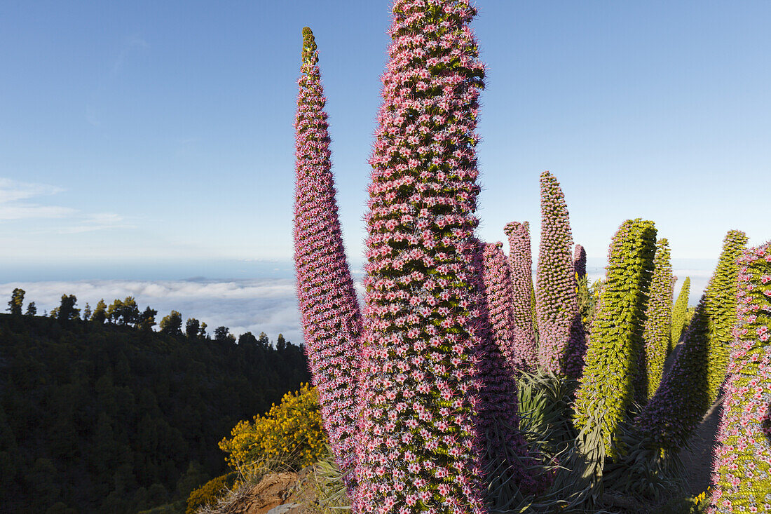 Tajinaste-plants, lat. Echium wildpretii, endemic plant, outside crater edge, Caldera de Taburiente, UNESCO Biosphere Reserve, La Palma, Canary Islands, Spain, Europe