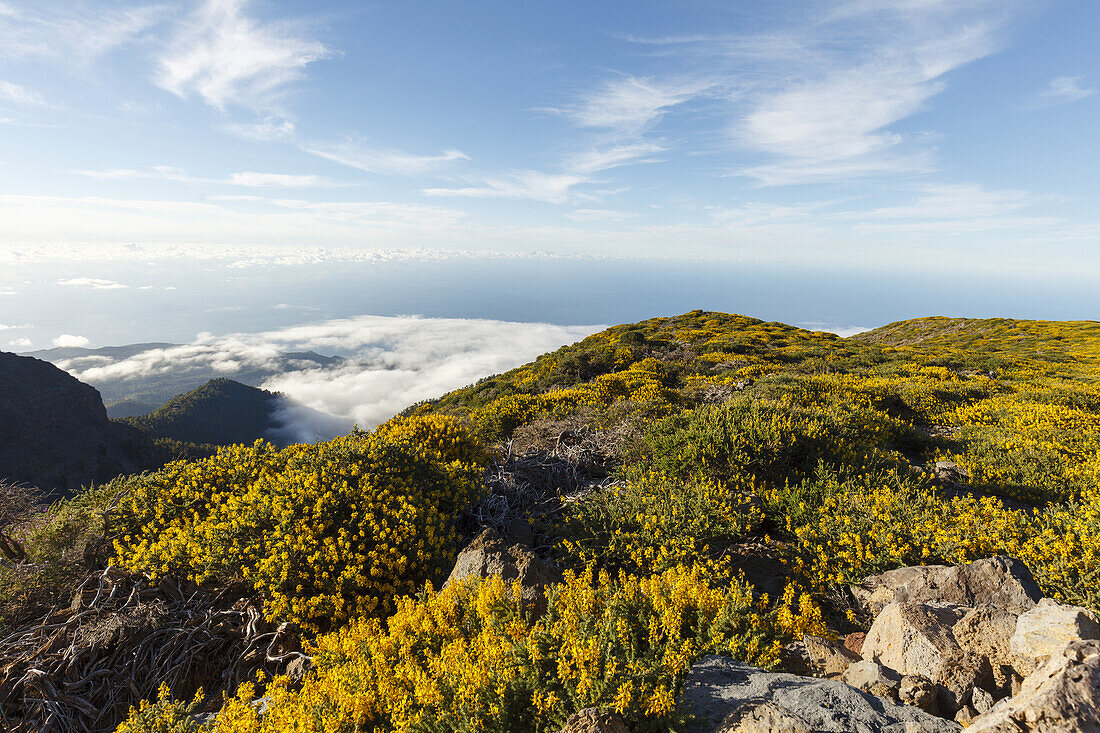 Blick nach Osten auf den Atlantik, bei Pico de la Cruz, Düsenginster, lat. Adenocarpus viscosus, endemische Pflanze, Kraterrand, Caldera de Taburiente, Parque Nacional de la Caldera de Taburiente, Nationalpark, UNESCO Biosphärenreservat, La Palma, Kanaris