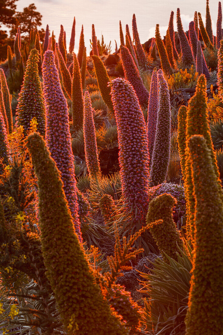 Tajinaste-Pflanzen, lat. Echium wildpretii, endemische Pflanze, äußerer Kraterrand der Caldera de Taburiente, UNESCO Biosphärenreservat, La Palma, Kanarische Inseln, Spanien, Europa