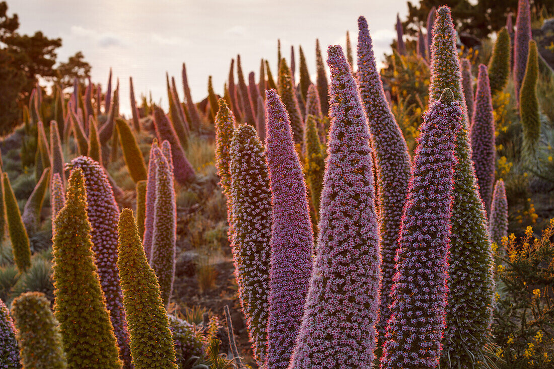 Tajinaste-Pflanzen, lat. Echium wildpretii, endemische Pflanze, äußerer Kraterrand der Caldera de Taburiente, UNESCO Biosphärenreservat, La Palma, Kanarische Inseln, Spanien, Europa