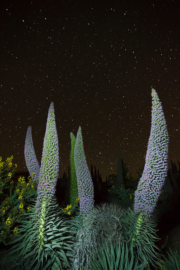 Sternenhimmel, Sterne, Tajinaste-Pflanzen, lat. Echium wildpretii, endemische Pflanze, äußerer Kraterrand der Caldera de Taburiente, UNESCO Biosphärenreservat, La Palma, Kanarische Inseln, Spanien, Europa