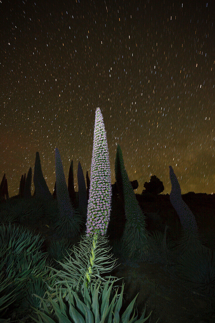 starry sky, stars, Tajinaste plants, lat. Echium wildpretii, endemic plant, outside crater edge, Caldera de Taburiente, UNESCO Biosphere Reserve, La Palma, Canary Islands, Spain, Europe