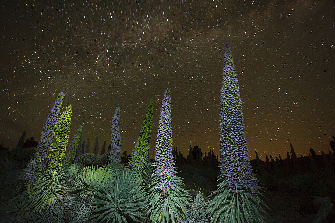 Sternenhimmel, Sterne, Tajinaste-Pflanzen, lat. Echium wildpretii, endemische Pflanze, äußerer Kraterrand der Caldera de Taburiente, UNESCO Biosphärenreservat, La Palma, Kanarische Inseln, Spanien, Europa