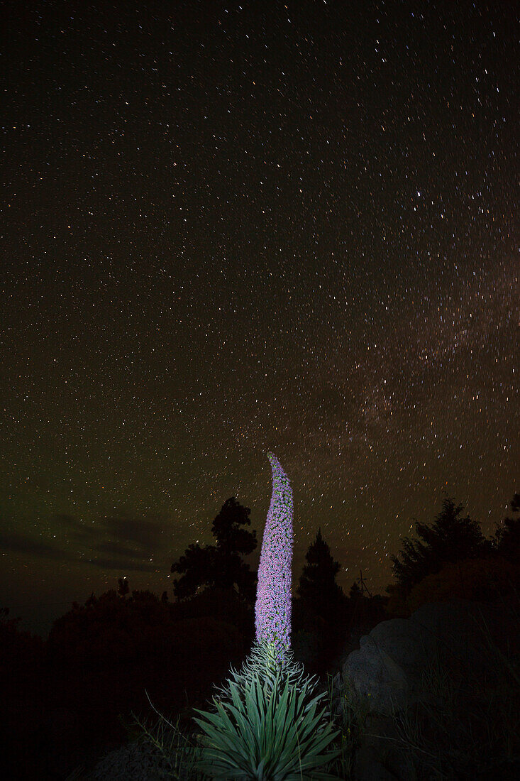 starry sky, stars, Tajinaste plants, lat. Echium wildpretii, endemic plant, outside crater edge, Caldera de Taburiente, UNESCO Biosphere Reserve, La Palma, Canary Islands, Spain, Europe