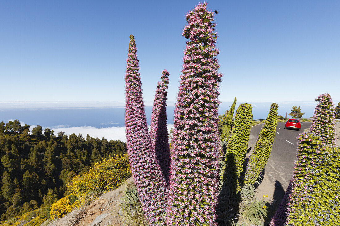 Tajinaste-plants, lat. Echium wildpretii, endemic plant, outside crater edge, Caldera de Taburiente, UNESCO Biosphere Reserve, La Palma, Canary Islands, Spain, Europe