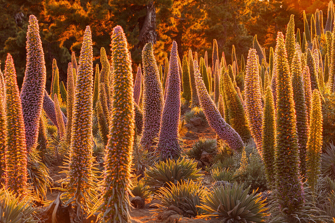 Tajinaste-plants, lat. Echium wildpretii, endemic plant, outside crater edge, Caldera de Taburiente, UNESCO Biosphere Reserve, La Palma, Canary Islands, Spain, Europe