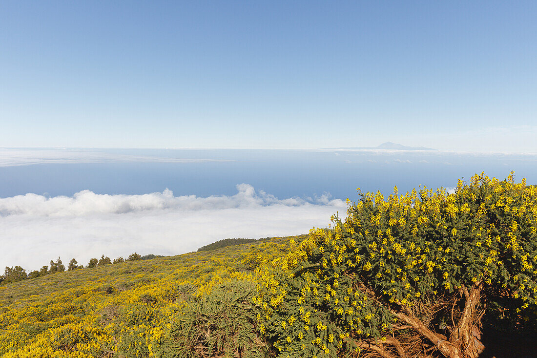 Blick nach Osten auf den Atlantik, blühende endemische Pflanzen, Drüsenginster, lat. Adenocarpus viscosus, Teide am Horizont, bei Pico de la Cruz, Kraterrand, Caldera de Taburiente, Parque Nacional de la Caldera de Taburiente, Nationalpark, UNESCO Biosphä