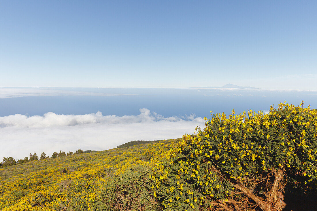 view eastwards to the Atlantic Ocean, flowering endemic plants, lat. Adenocarpus viscosus, Teide on the horizon, near Pico de la Cruz, crater rim, Caldera de Taburiente, Parque Nacional de la Caldera de Taburiente, Nacional Park, UNESCO Biosphere Reserve,