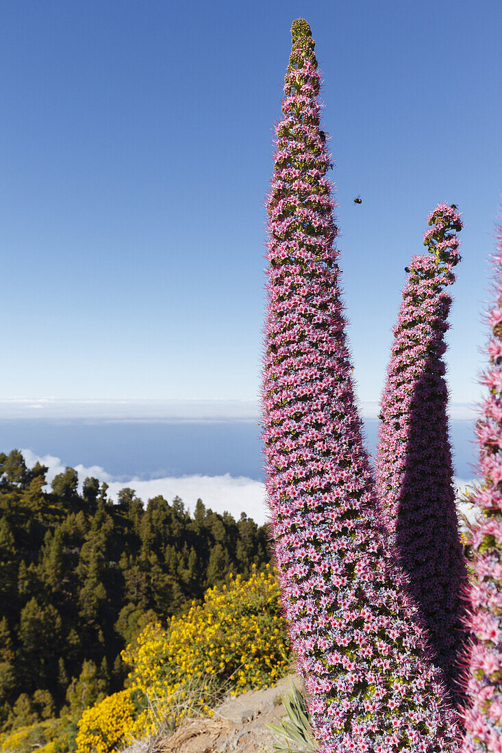 Tajinaste-Pflanzen, lat. Echium wildpretii, endemische Pflanze, äußerer Kraterrand der Caldera de Taburiente, UNESCO Biosphärenreservat, La Palma, Kanarische Inseln, Spanien, Europa