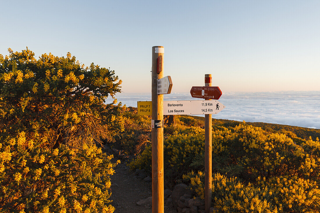 near Pico de la Cruz, crater rim, UNESCO Biosphere Reserve, La Palma, Canary Islands, Spain, Europe