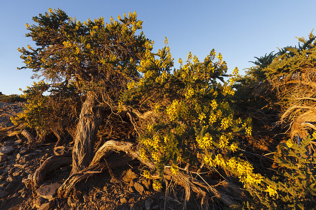 lat. Juniperus thurifera, tree, crater rim, Caldera de Taburiente, UNESCO Biosphere Reserve, La Palma, Canary Islands, Spain, Europe