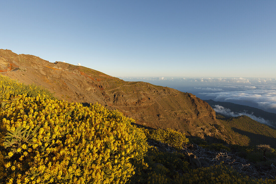 Blick nach Norden, Wolkenmeer auf den Atlantik, Düsenginster, lat. Adennocarpus viscosus, endemische Pflanze, bei Pico de la Cruz, Kraterrand, Caldera de Taburiente, Parque Nacional de la Caldera de Taburiente, Nationalpark, UNESCO Biosphärenreservat, La 