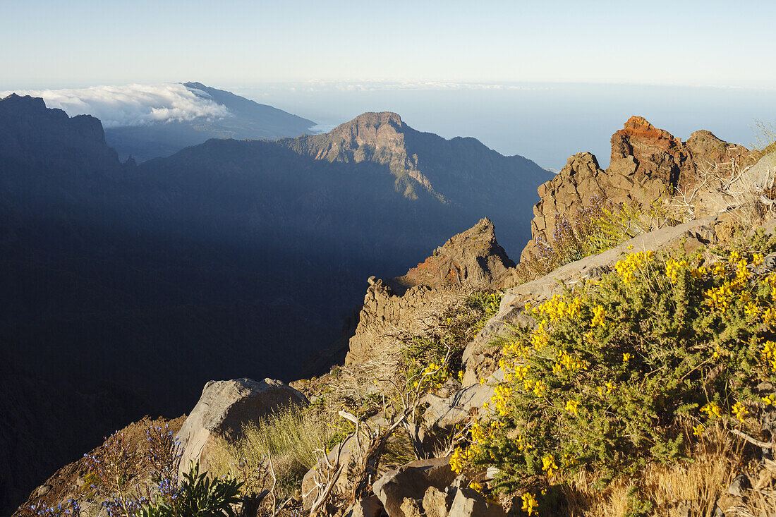 Blick über den Krater nach Süden zum Wolken-Wasserfall der Cumbre Nueva, Düsenginster, lat. Adenocarpus viscosus, endemische Pflanze, b. Fuente Nueva, Kraterrand, Caldera de Taburiente, UNESCO Biosphärenreservat, La Palma, Kanarische Inseln, Spanien, Euro