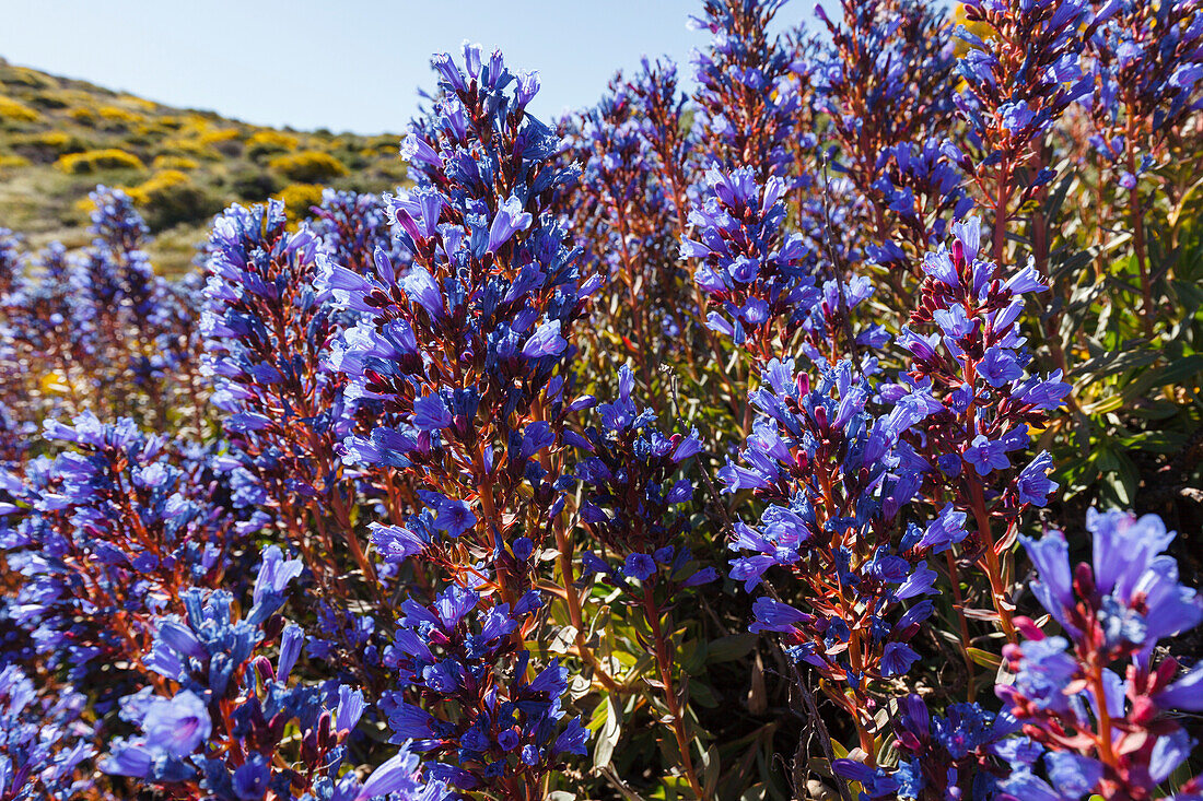 blauer Natternkopf, lat. Echium gentianoides, endemische Pflanze, b. Roque de los Muchachos, Kraterrand, Caldera de Taburiente, UNESCO Biosphärenreservat, La Palma, Kanarische Inseln, Spanien, Europa