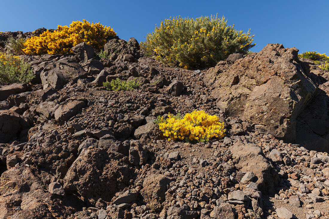 Drüsenginster, lat. Adenocarpus viscosus, endemische Pflanze, b. Roque de los Muchachos, Kraterrand, Caldera de Taburiente, UNESCO Biosphärenreservat, La Palma, Kanarische Inseln, Spanien, Europa