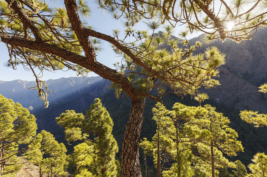 Wanderung zum Pico Bejenado, Berg 1844m, Kraterrand der Caldera de Taburiente, Parque Nacional de la Caldera de Taburiente, Nationalpark, UNESCO Biosphärenreservat,  La Palma, Kanarische Inseln, Spanien, Europa