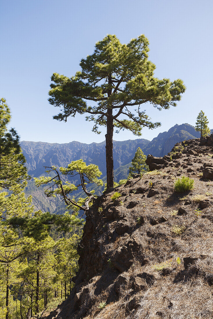 hiking tour to Pico Bejenado, mountain, 1844m, crater rim of  Caldera de Taburiente, Parque Nacional de la Caldera de Taburiente, National Park, UNESCO Biosphere Reserve, La Palma, Canary Islands, Spain, Europe