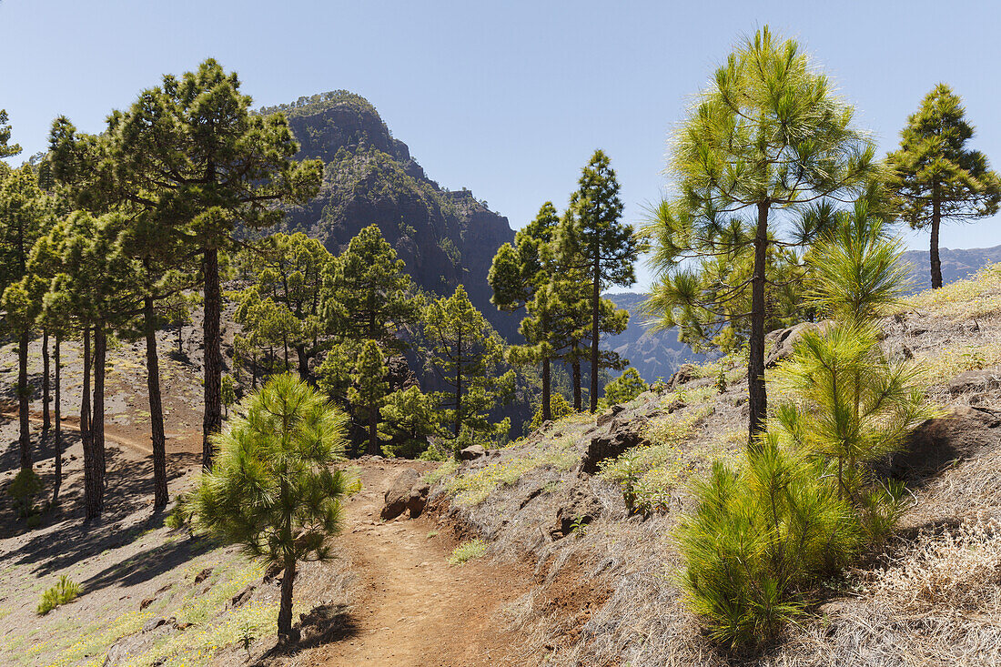 Wanderung zum Pico Bejenado, Berg 1844m, Kraterrand der Caldera de Taburiente, Parque Nacional de la Caldera de Taburiente, Nationalpark, UNESCO Biosphärenreservat,  La Palma, Kanarische Inseln, Spanien, Europa