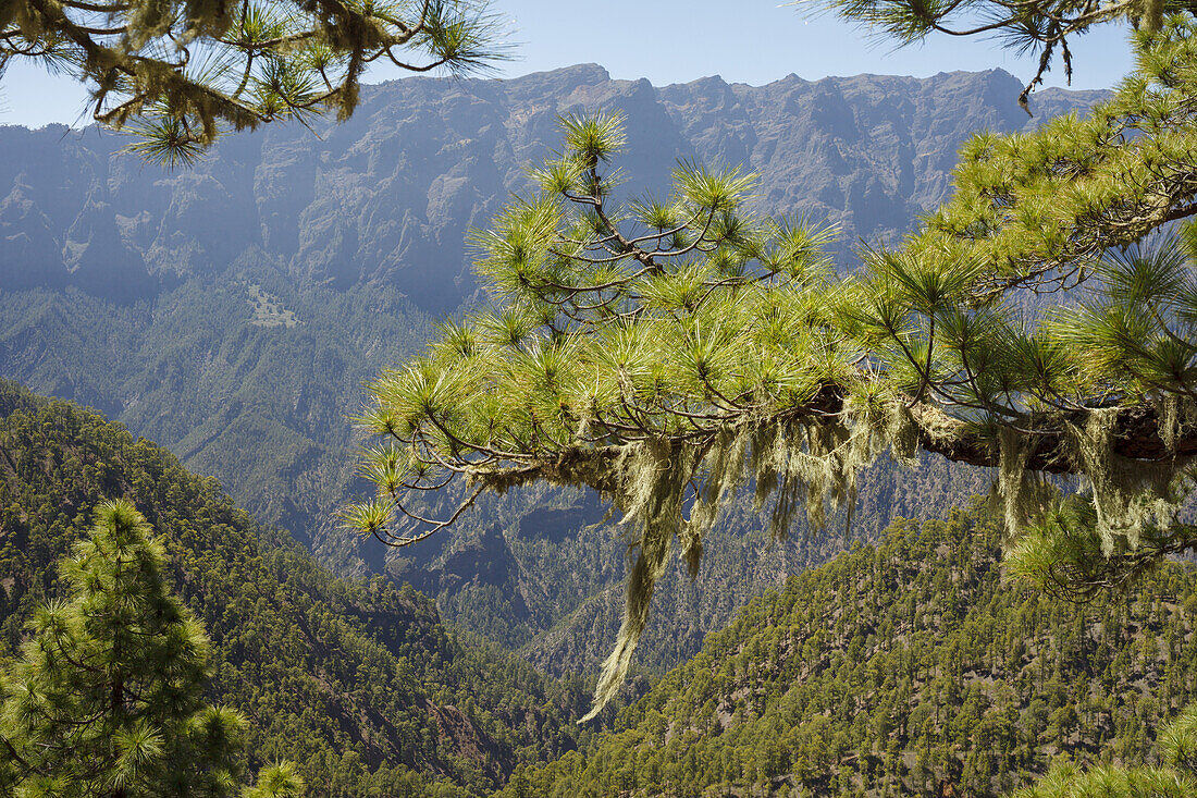 Wanderung zum Pico Bejenado, Berg 1844m, Kraterrand der Caldera de Taburiente, Parque Nacional de la Caldera de Taburiente, Nationalpark, UNESCO Biosphärenreservat,  La Palma, Kanarische Inseln, Spanien, Europa