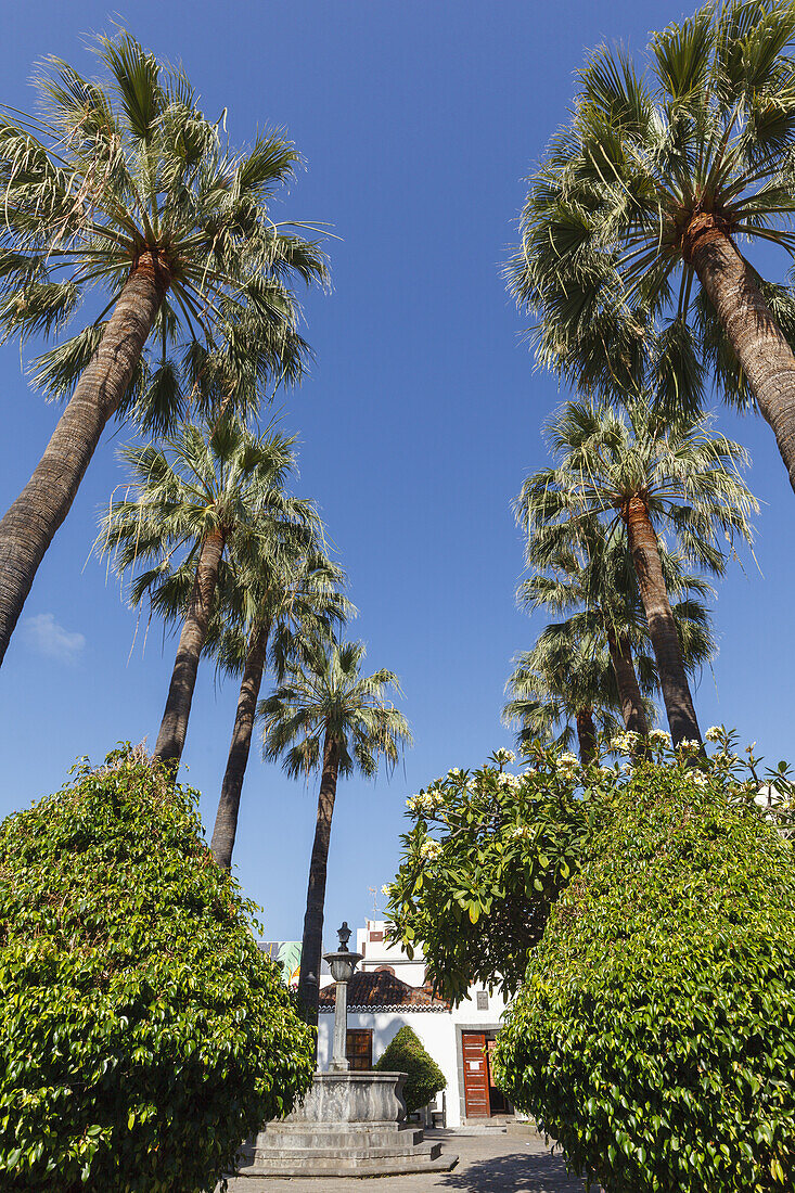 Fächerpalmen, Plaza Chica, Plaza Elias Santos Abreu, Platz, Calle Fernandez Tano, Altstadt, Los Llanos de Aridane, UNESCO Biosphärenreservat,  La Palma, Kanarische Inseln, Spanien, Europa