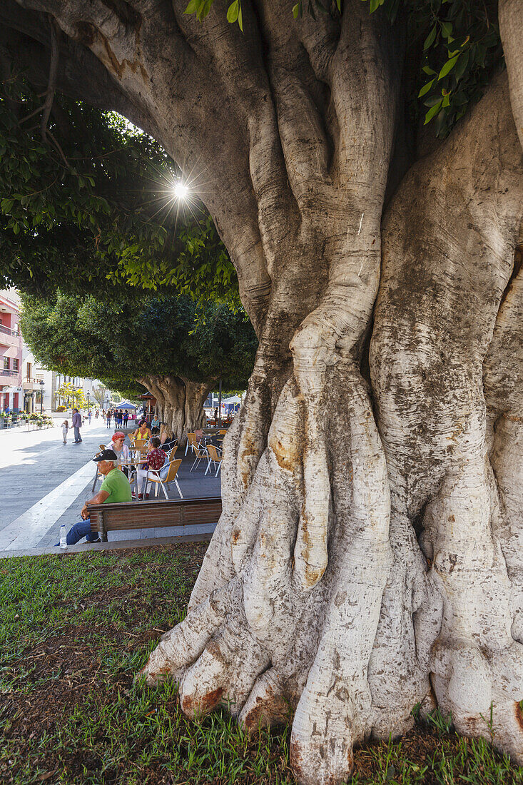 rubber plant, lat. Ficus benjamina, street cafe, Plaza de Espana, main square, Los Llanos de Aridane, UNESCO Biosphere Reserve, La Palma, Canary Islands, Spain, Europe