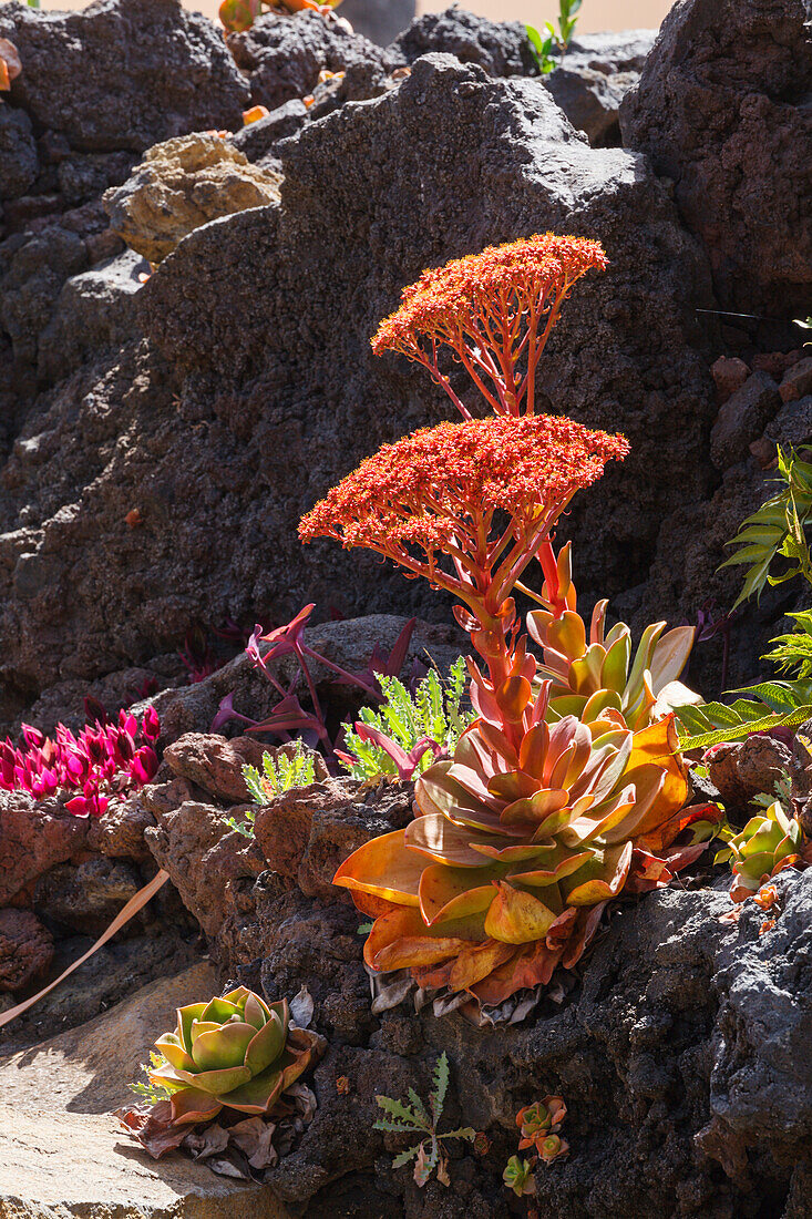 El Jardin de las Delicias, Parque Botanico, town parc, designed by the artist Luis Morera, Los Llanos de Aridane, UNESCO Biosphere Reserve, La Palma, Canary Islands, Spain, Europe