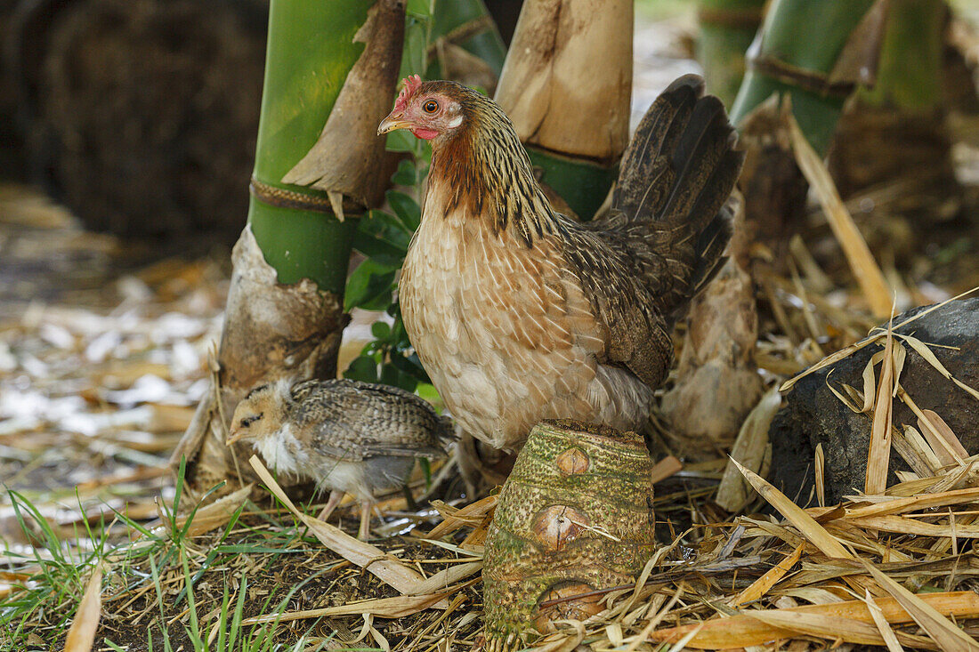 free-range chickens, El Jardin de las Delicias, Parque Botanico, town park, Los Llanos de Aridane, UNESCO Biosphere Reserve, La Palma, Canary Islands, Spain, Europe