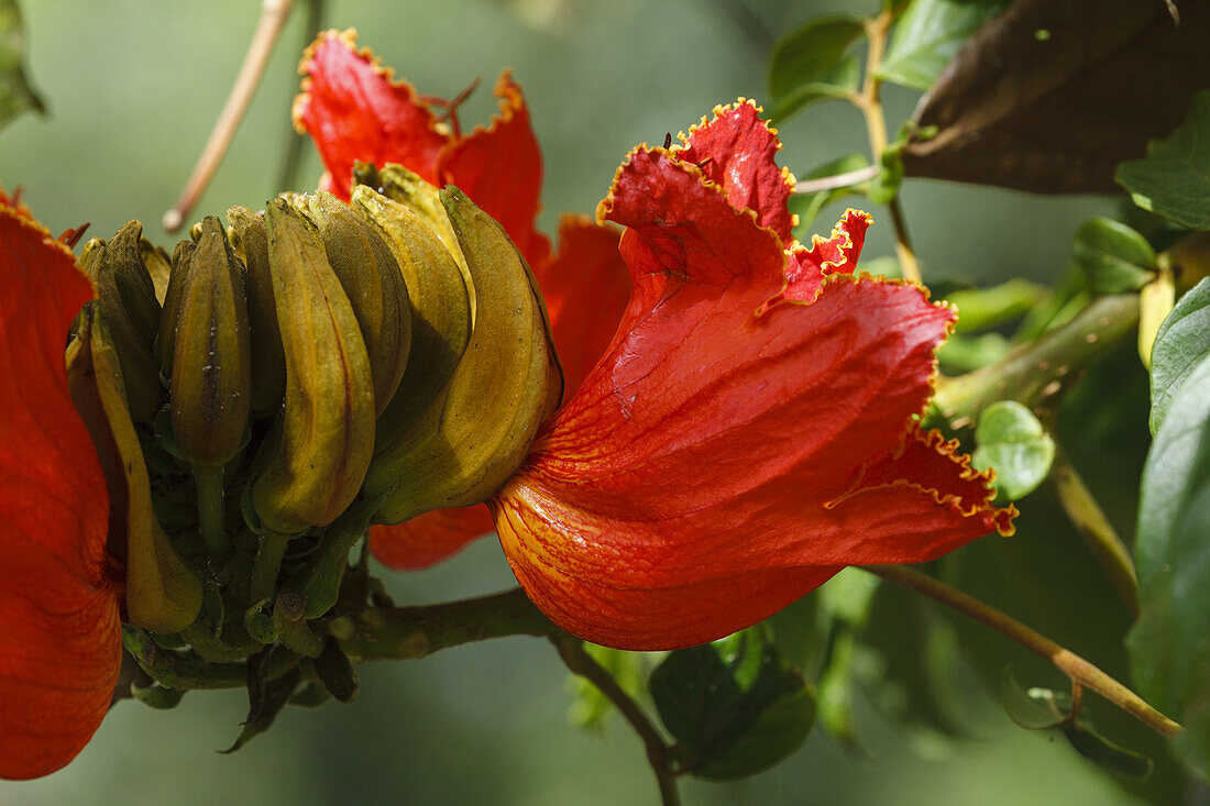 Blüte des Afikanischen Tulpenbaums, lat. Spathodea campanulata, El Jardin de las Delicias, Parque Botanico, Stadtpark, gestaltet vom Künstler Luis Morera, Los Llanos de Aridane, UNESCO Biosphärenreservat,  La Palma, Kanarische Inseln, Spanien, Europa