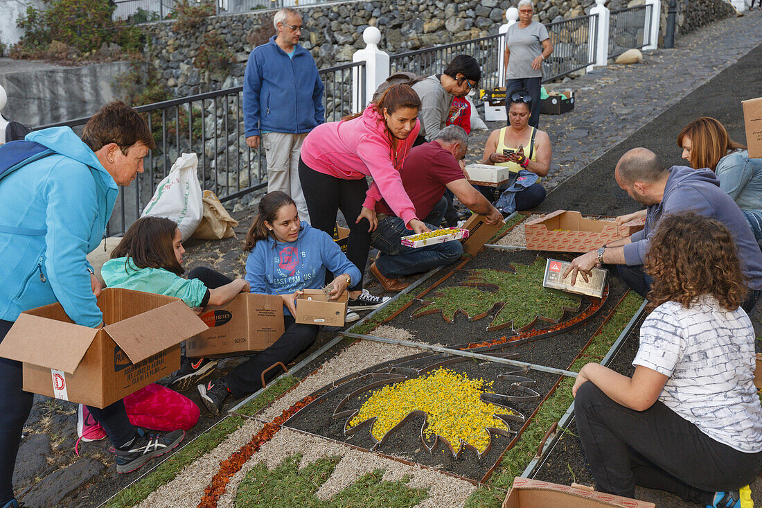 carpet of flowers for the procession, Corpus Christi, Feast of Corpus Christi, Villa de Mazo, UNESCO Biosphere Reserve, La Palma, Canary Islands, Spain, Europe