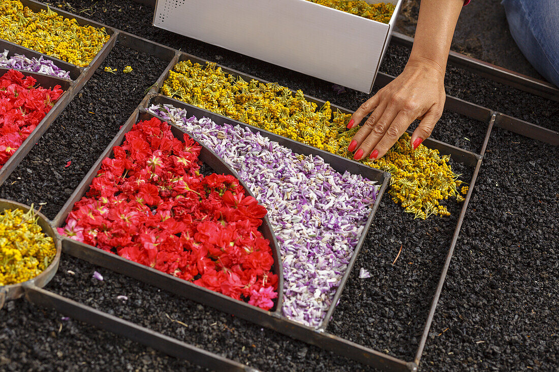 carpet of flowers for the procession, Corpus Christi, Feast of Corpus Christi, Villa de Mazo, UNESCO Biosphere Reserve, La Palma, Canary Islands, Spain, Europe