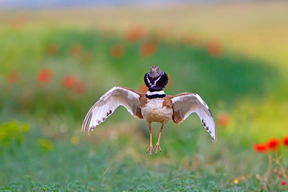 Europe, Spain, Catalonia, male Little bustard (Tetrax tetrax), displaying in a field with poppies.